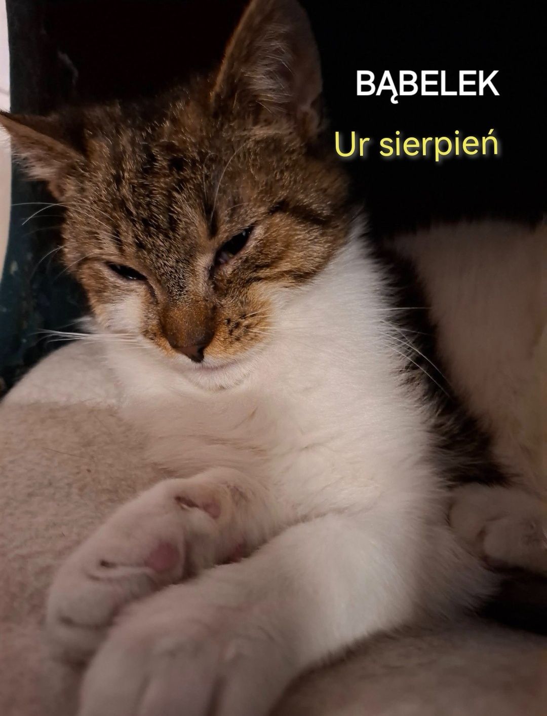 Od urodzenia w schronisku