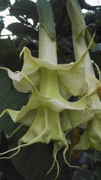 Brugmansia, datura, odmianowe Gdańsk Oliwa