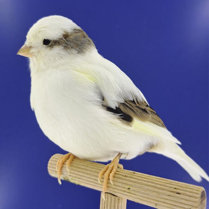 Kanarek, samczyki - sprzedam, Wrocław