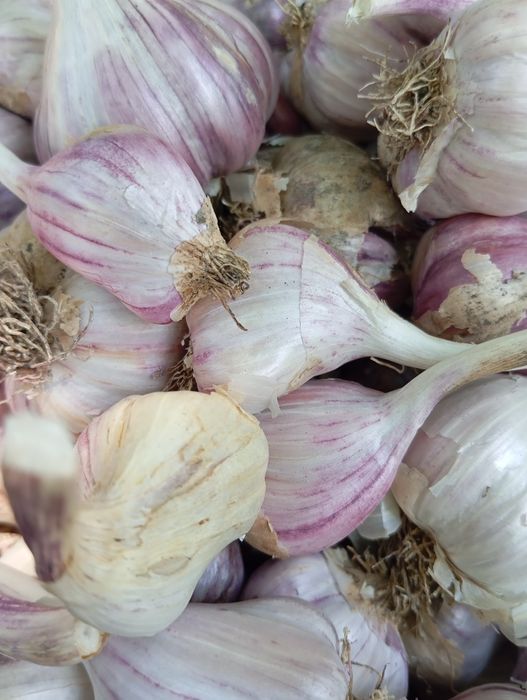 Озимый домашний чеснок