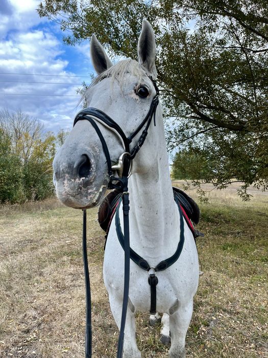 Продам Лошадь Кобыла