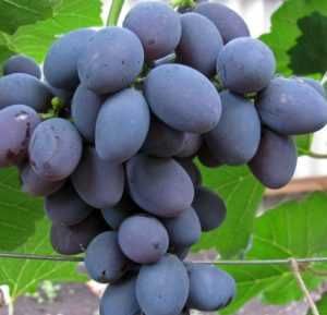 саженцы винограда и черенки много разных отличных сортов