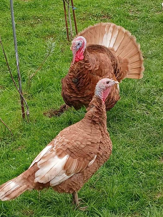 Indyki domowe 1.5 roku