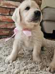 Suczka Golden retriever z rodowodem