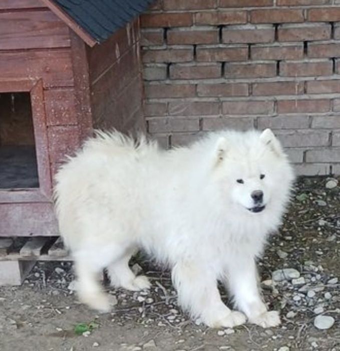 Piękna para Samojed