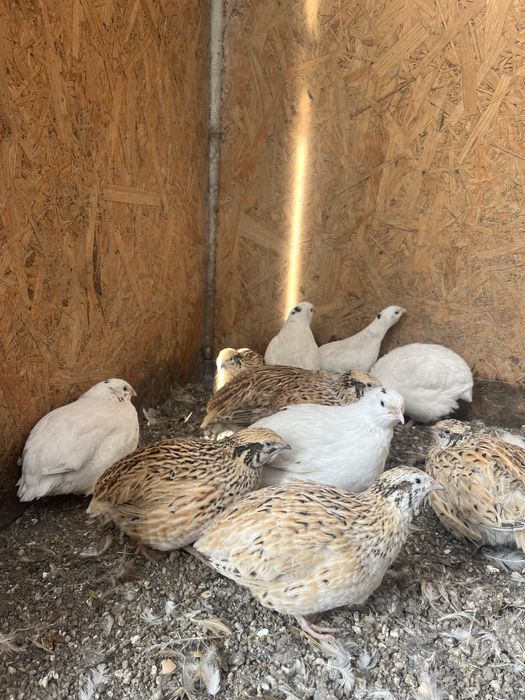 Przepiórki texas i mandzulskie