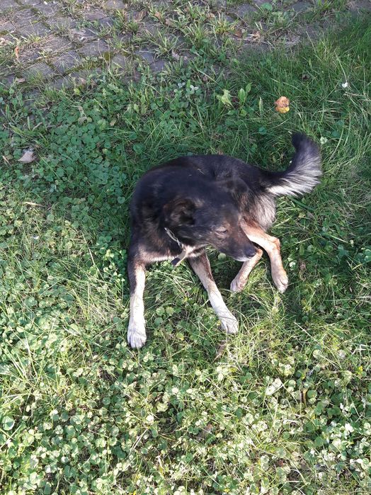 Добрий вірний песик, друг в родину