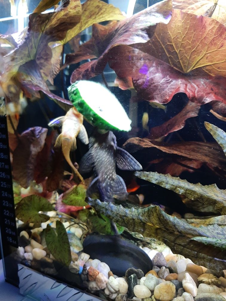 Ludwigia, Limnophila, Kryptokoryna,