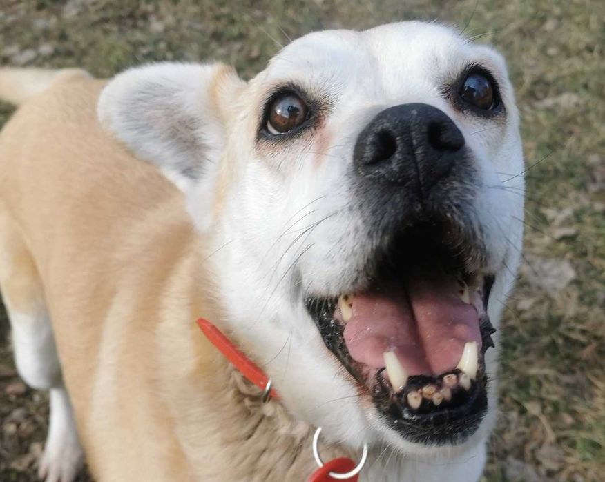 Mazda po 10 latach ponownie w schronisku...czeka na nowy dom!