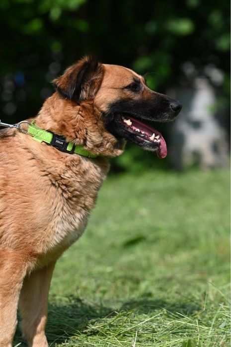 Przecudowna Kora zabrana z łańcucha prosi o dom