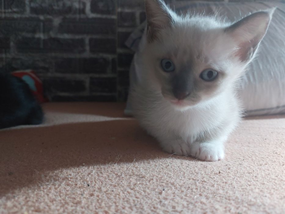 gatinhos para adoção