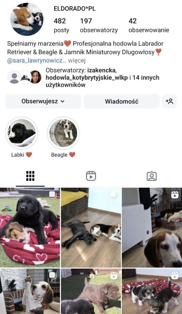 Labrador Retriever czarny Sid gotowy do odbioru