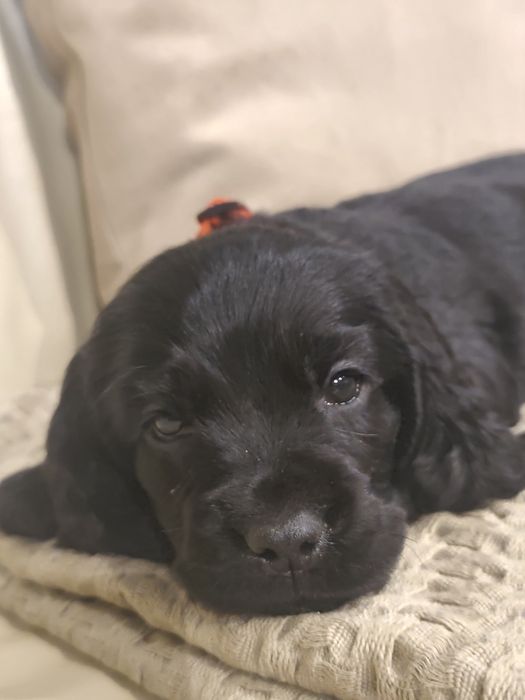 Cocker Spaniel MENINO