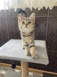 Шотландське кошеня