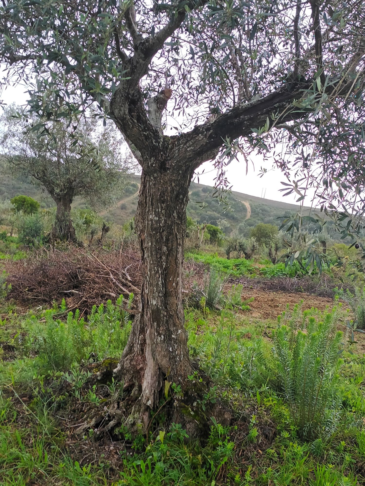 Oliveiras galegas centenárias