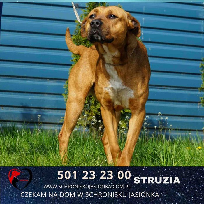 Struzia szuka domu-schronisko Jasionka -aktualne