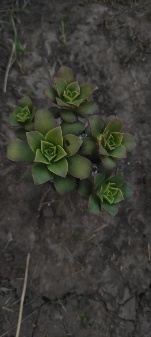 Сукулент єоніум ківі, succulents