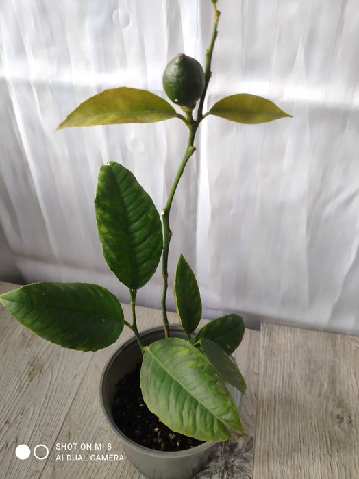 растение Лимон с плодами