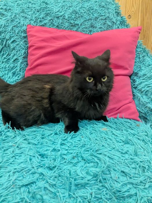 Киця стерильна у добрі руки