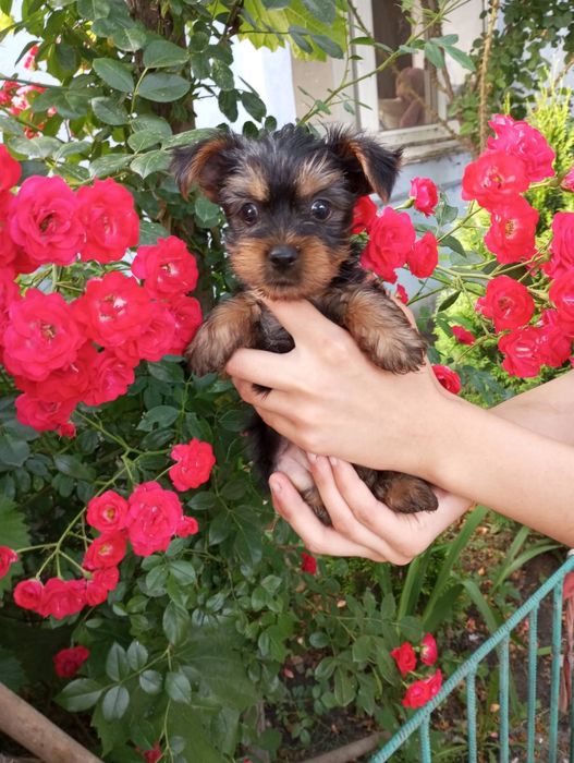 Йоркширский терьер щенки