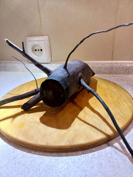 Анубіаси на корчах.