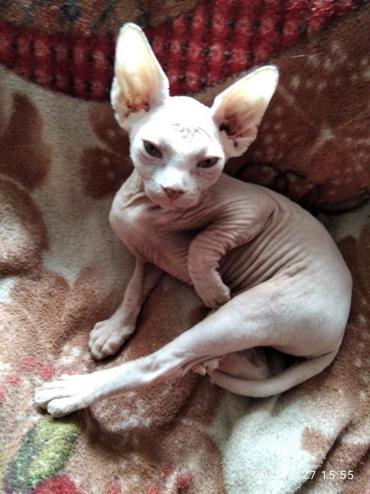 Канадский сфинкс