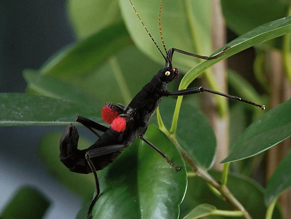 Кордильерский палочник черная красавица (Peruphasma schultei)