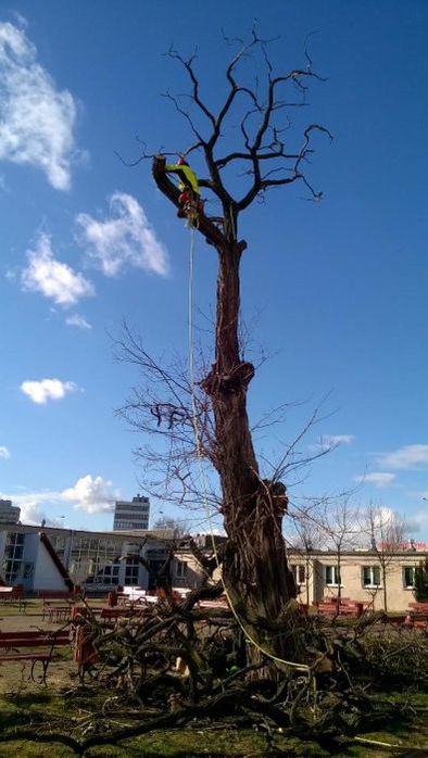 Wycinka Drzew zrębkowanie gałęzi alpinista drwal frezowanie pni