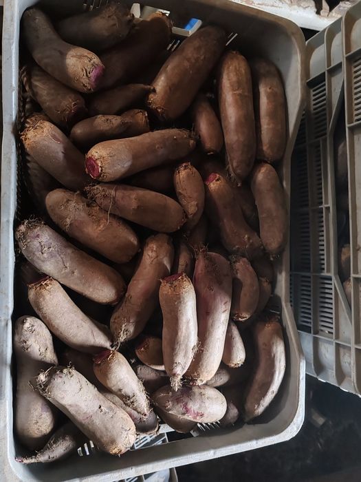 Burak podłużny Taunus