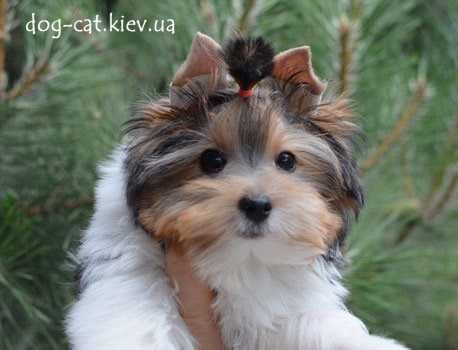 Чудесный шармовый щенок  бивер йорки малыш. Море энергии)