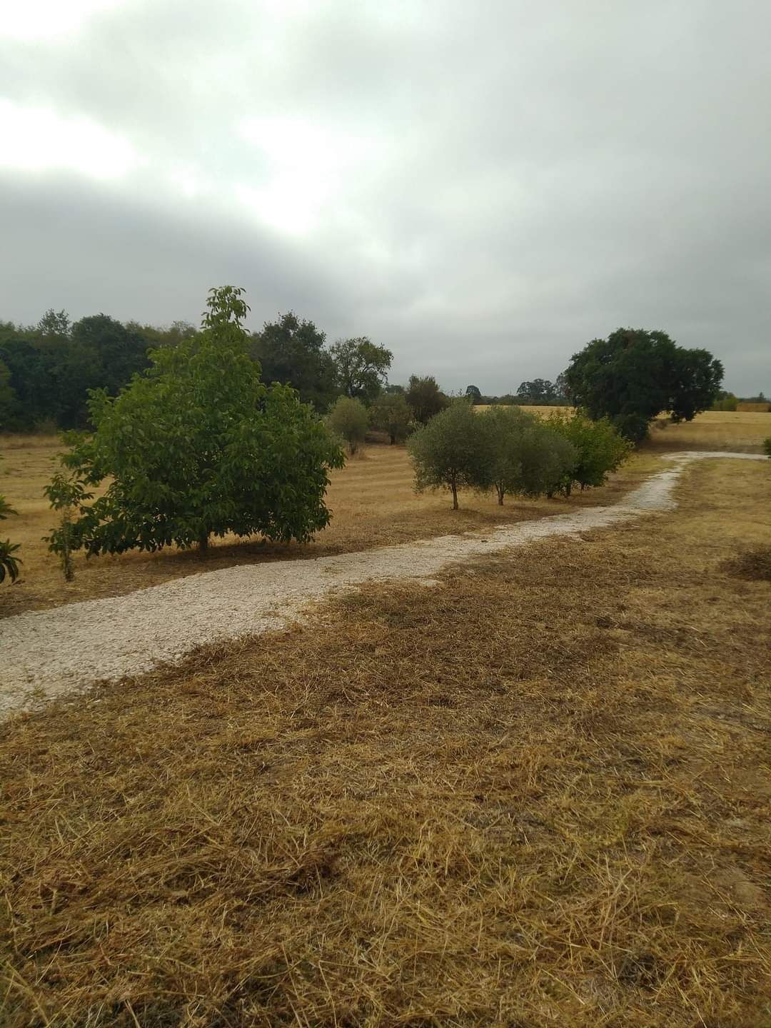 Limpeza de terrenos