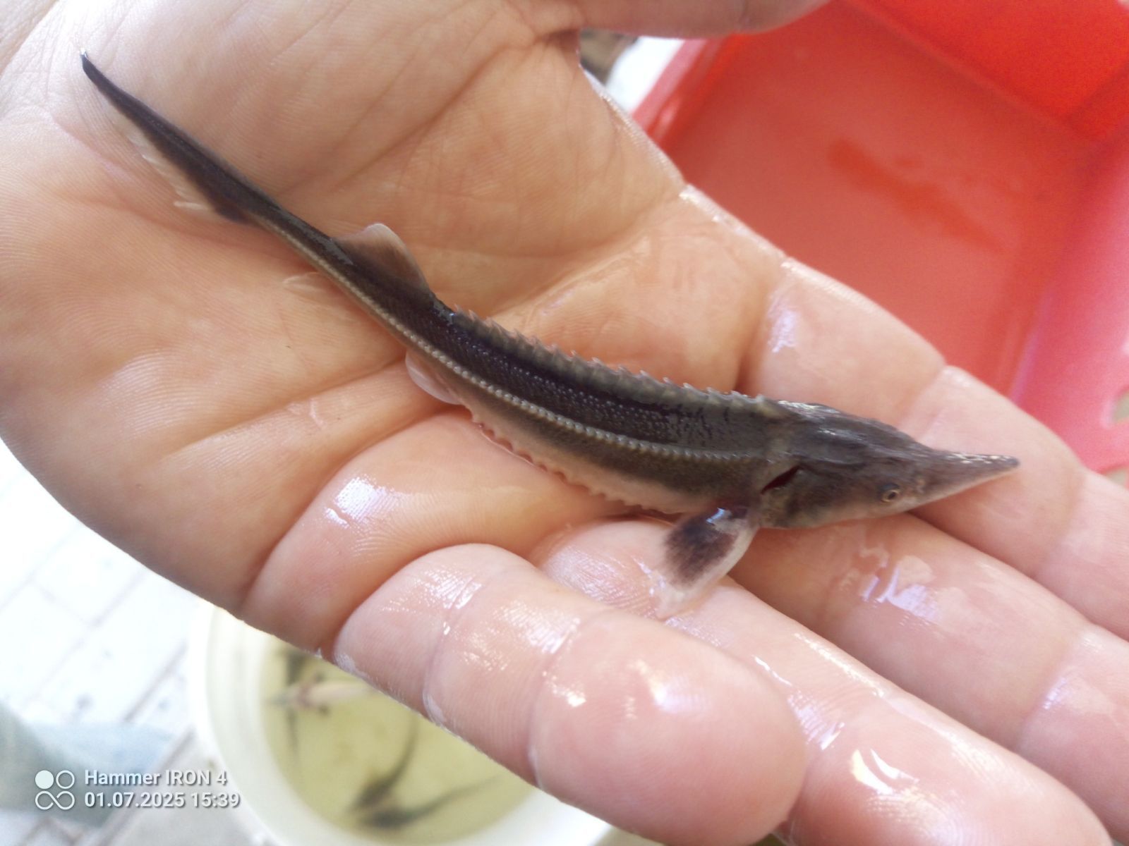 Jesiotr rosyjski 12 cm syberyjski karp lin amur tolpyga