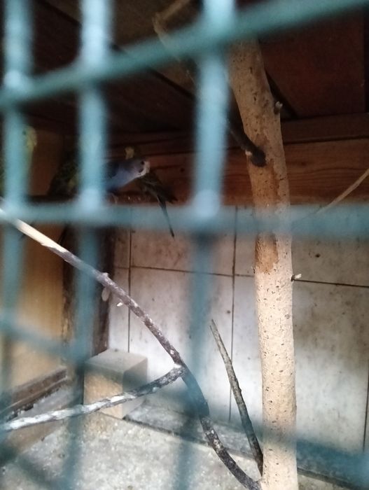 Piriquitos novos 4 a 5meses em princípio são dois casais