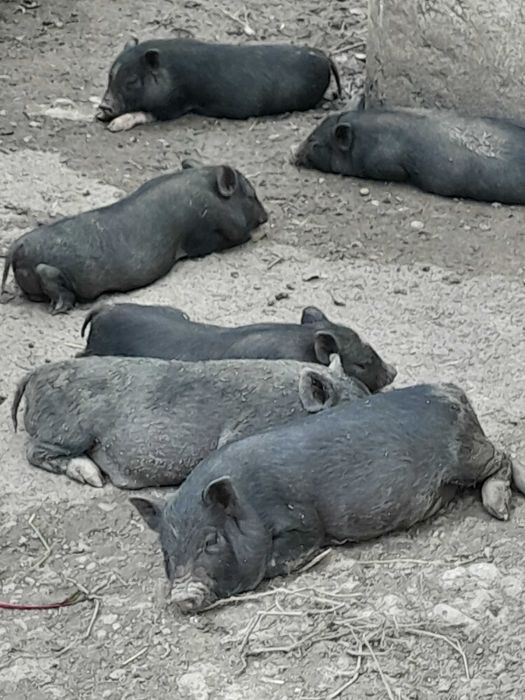 Поросята в'єтнамці