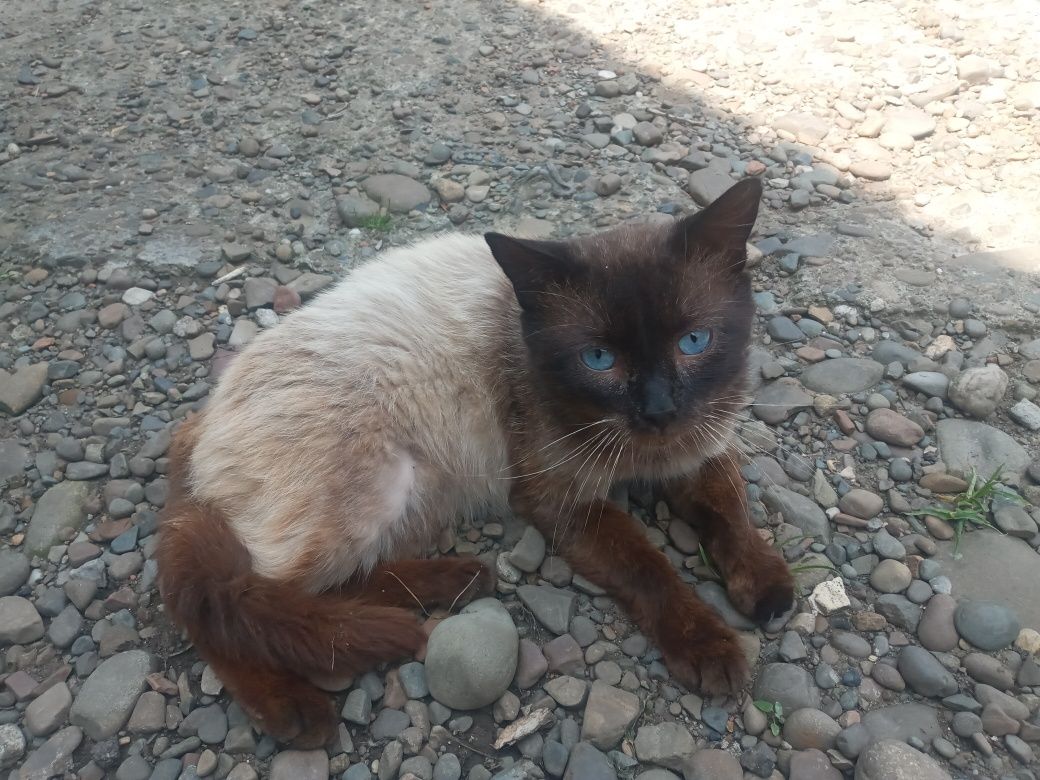 Продам сіамських котиків