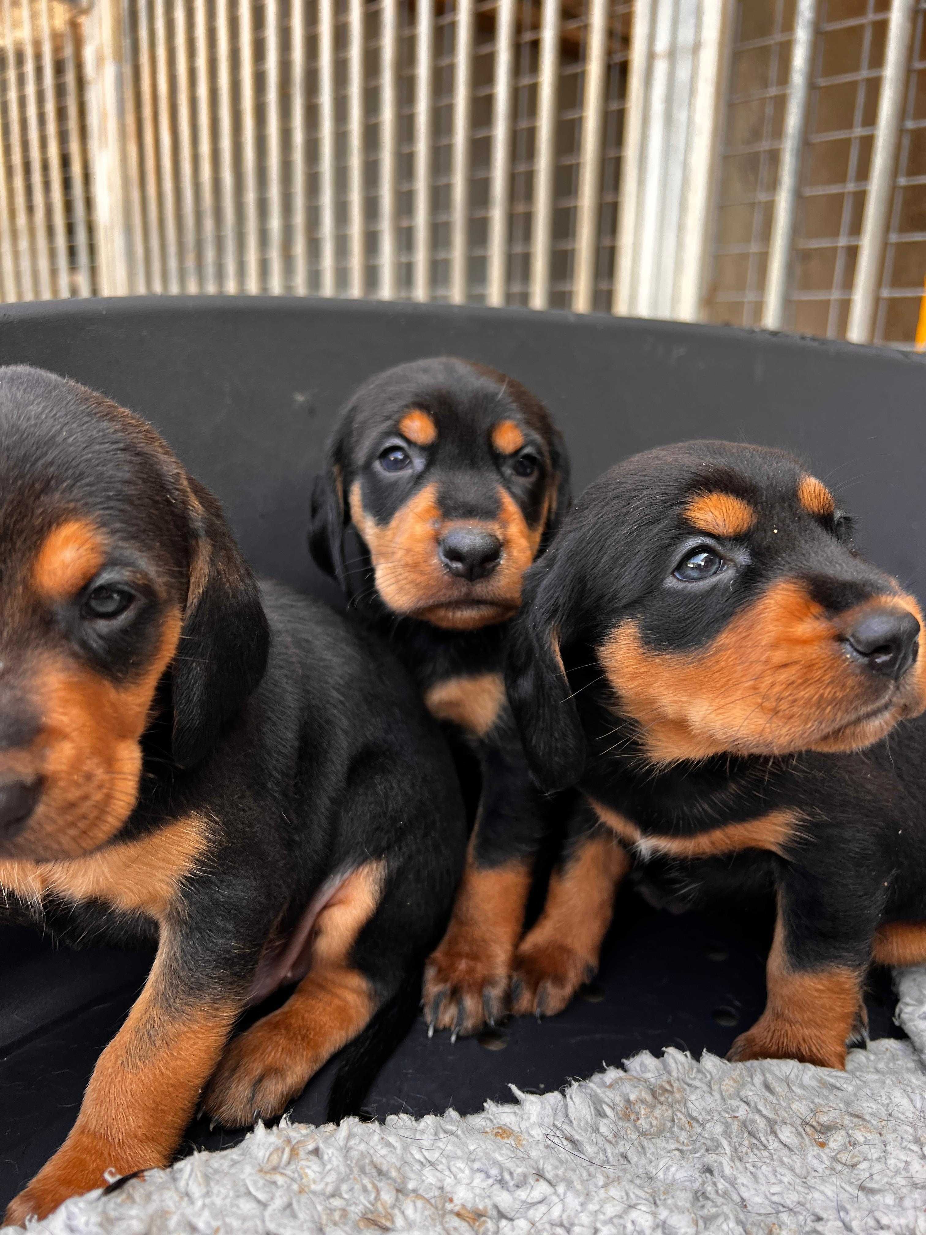 Bebés para adoção responsável (machos) e mãe
