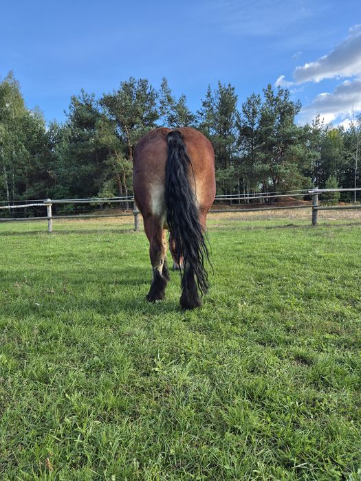 Klacz zimnokrwista źrebna!