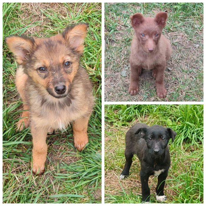 Цуценята дівчатка 3 міс безкоштовно