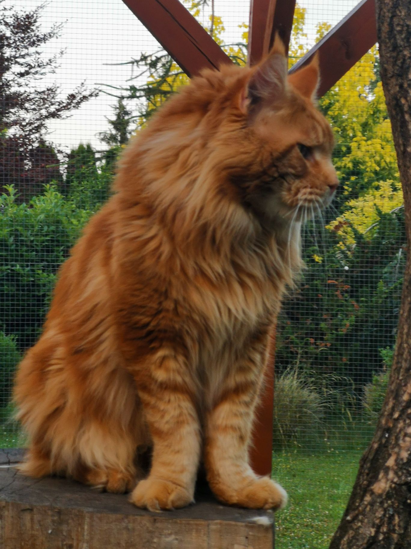 Kotka Maine Coon