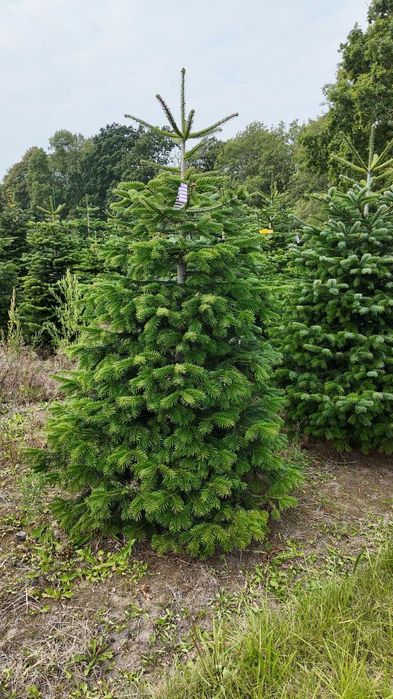 Jodła kaukaska cięta 175-250 ChoinkiPrima.pl FB