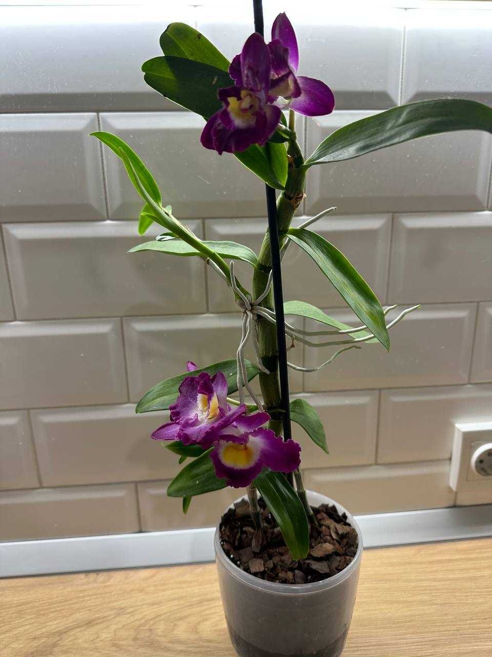Дітки орхідеї Dendrobium nobile