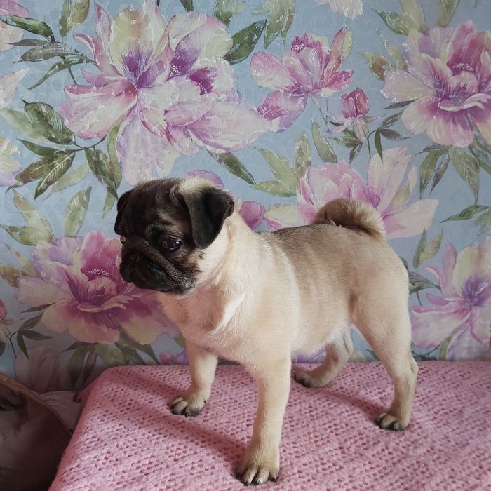 Бежевый мальчик мопс