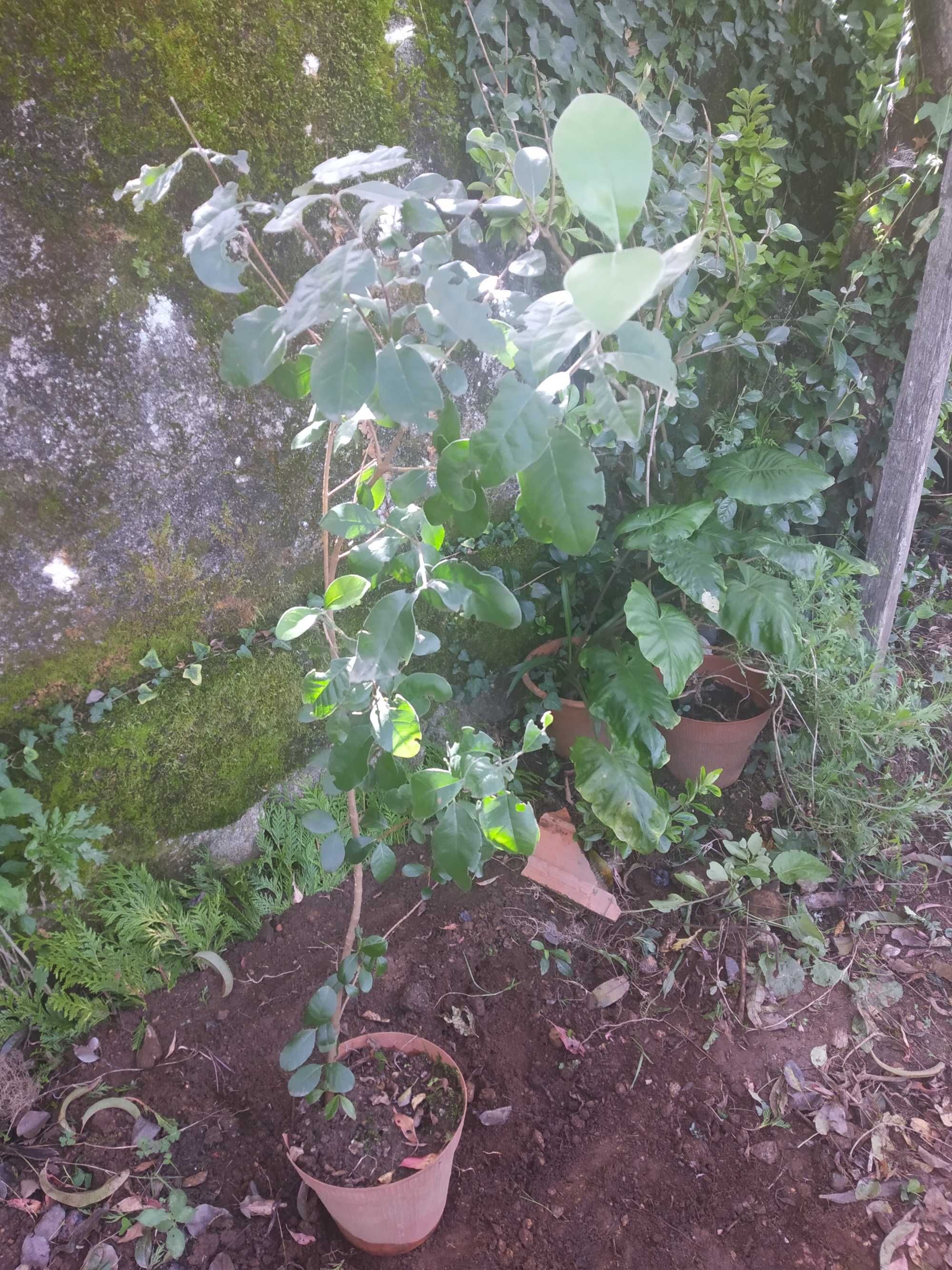 Feijoa - fruto tropical