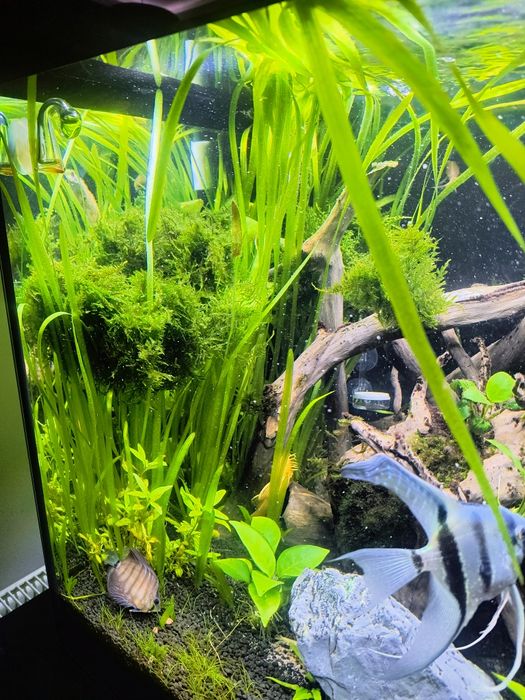 Roślinka Vallisneria