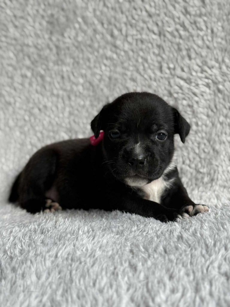 Staffordshire Bull Terrier - dostępna suczka pręgowana Staffik