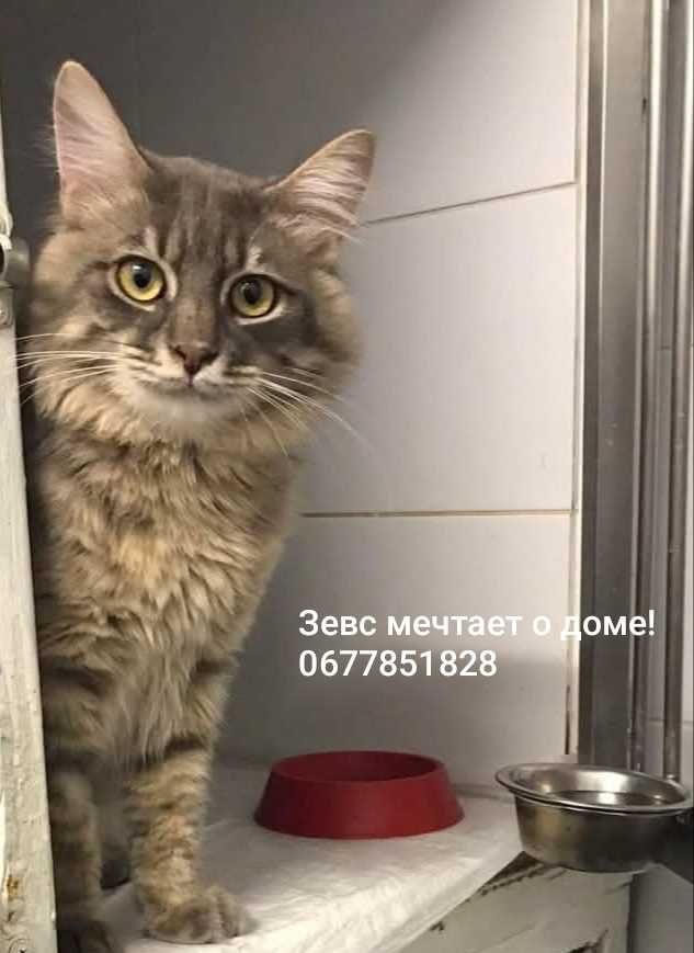 пушистый красавец Зевс ищет дом!