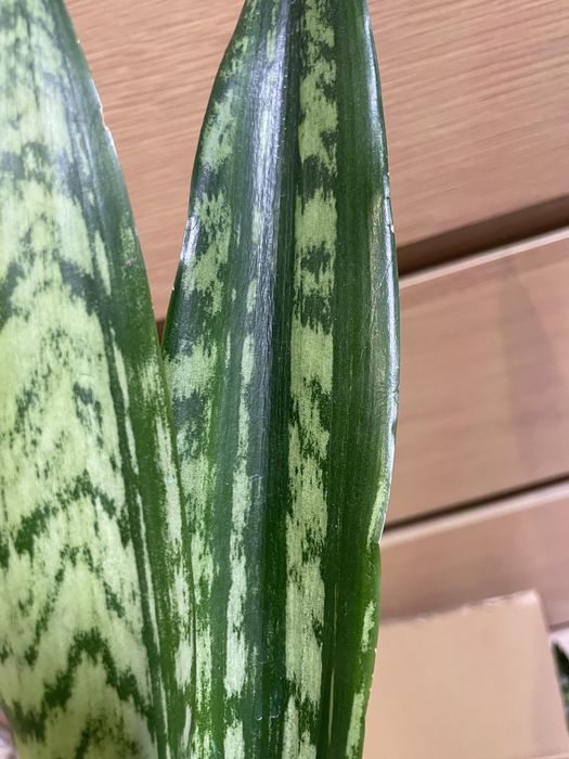 Sansevieria trifasciata Heart Path sansewieria kolekcjonerska