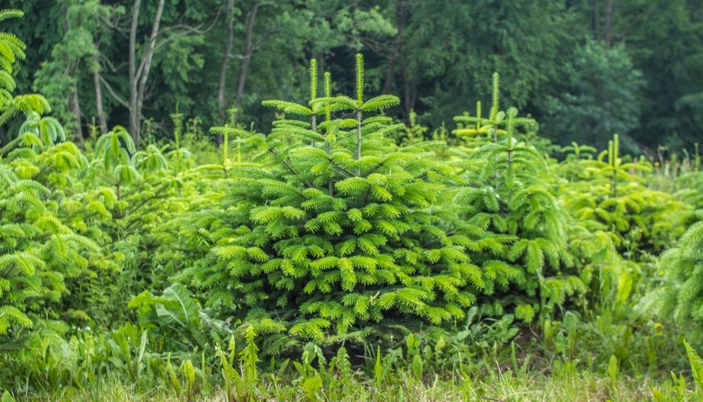 Choinki, jodła kaukaska, kalifornijska, świerki srebrne, comica