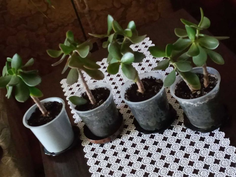 Комнатные растения Крассула \денежное дерево.