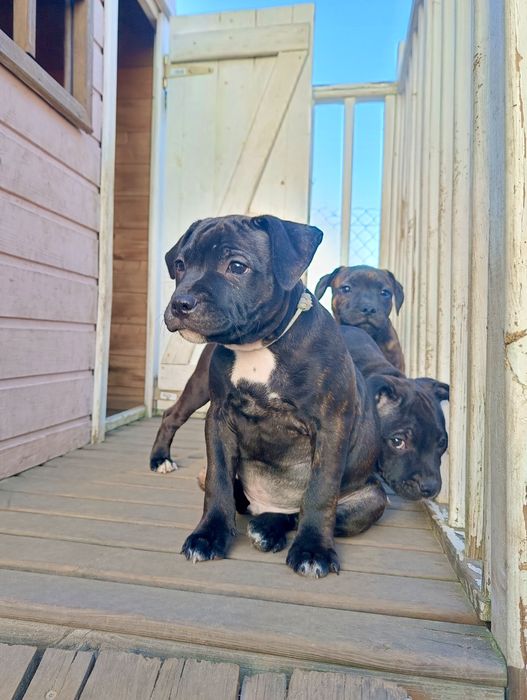 Staffordshire Bull Terrier staffik szczeniak szczenię pies rodowód ZKw